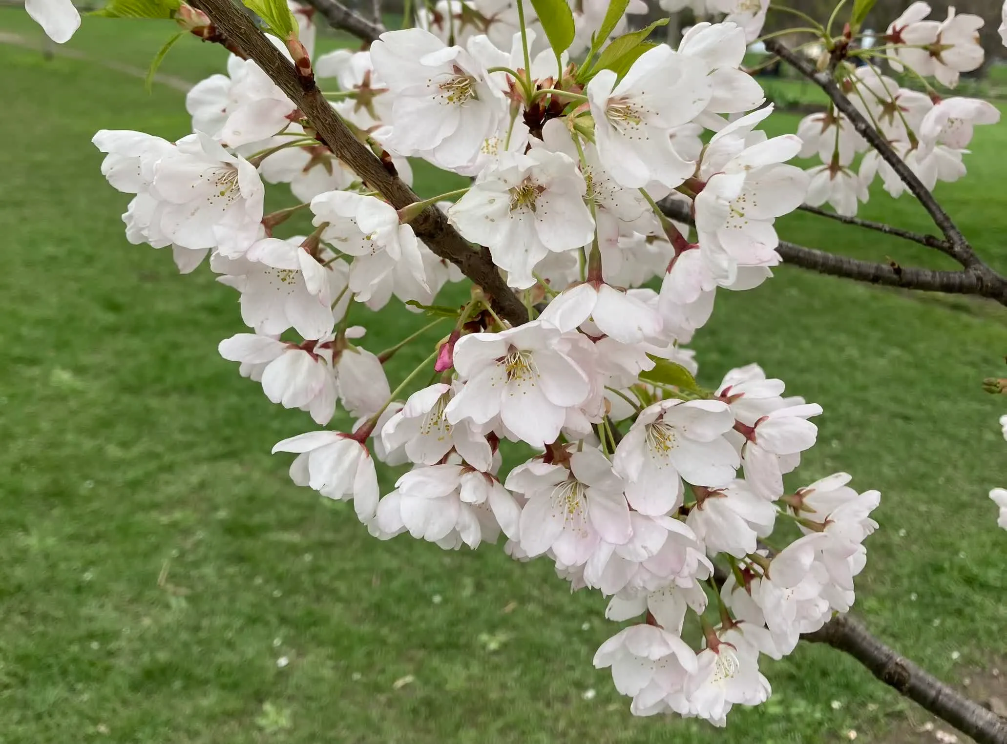 A picture of flowers I took in Toronto